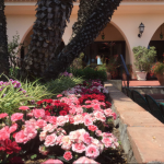 Kukkasia hotellin puutarhassa