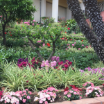 Kukkasia hotellin puutarhassa