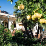 Sitruspuu hotellin pihalla