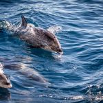 Delfiinejä meressä