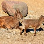 Tallinnan eläintarha 📷 Tallinn City Tourist Office & Convention Bureau/Maret Poldveer-Turay