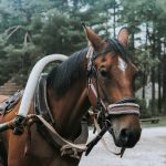 Viron ulkoilmamuseo 📷 Tallinn City Tourist Office & Convention Bureau/Kadi-Liis Koppel