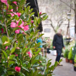 Ihminen ihailee kukkia