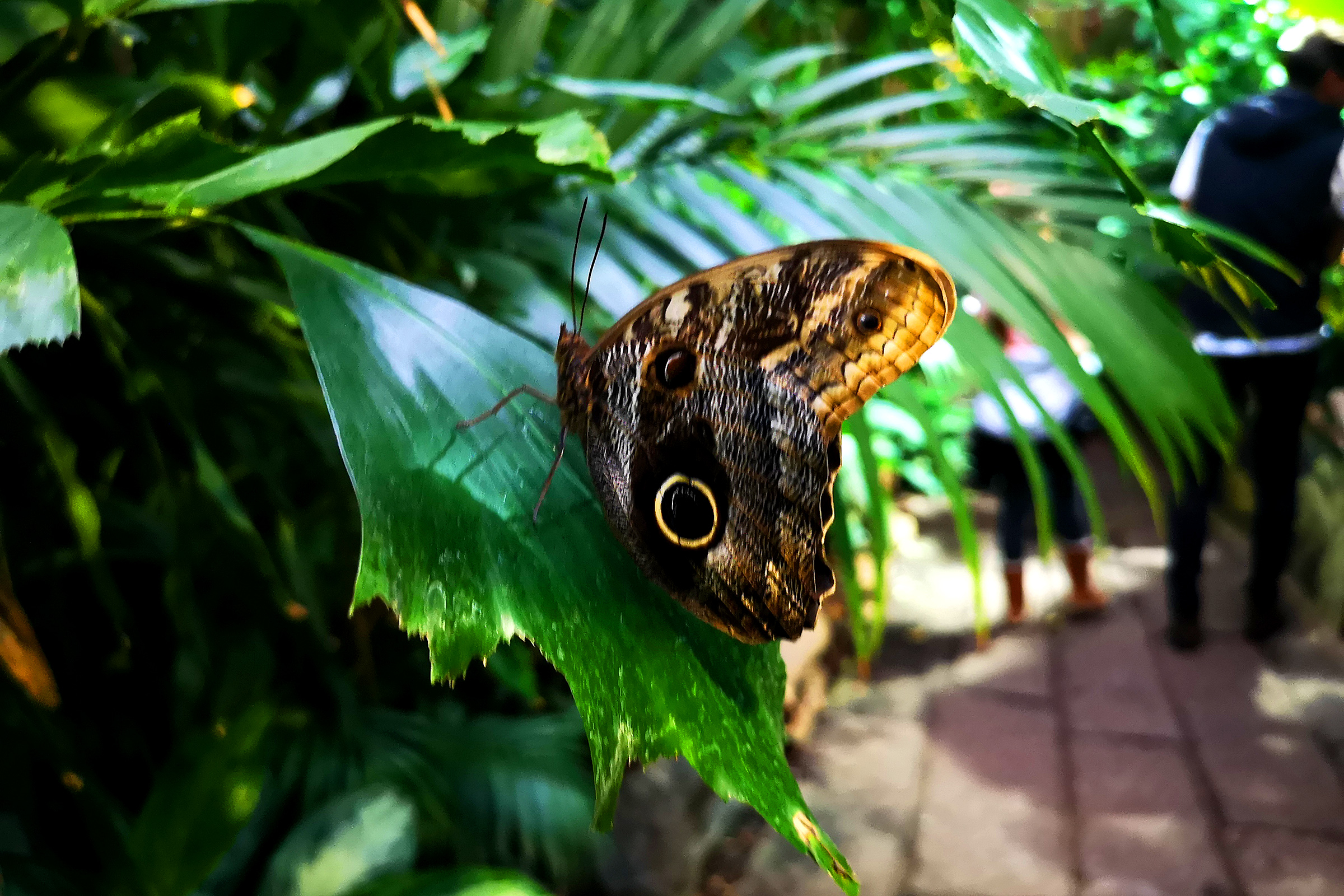 Perhonen, Butterfly House, Tukholma
