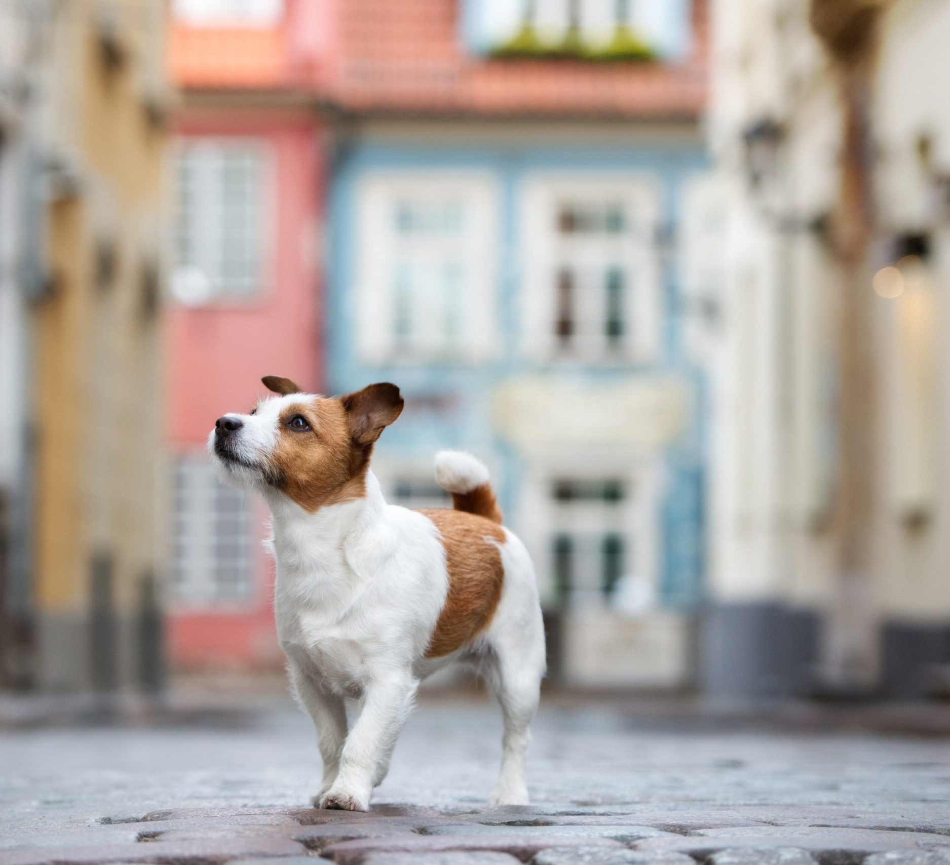 Lemmikkiystävälliset hotellit, Tallinna