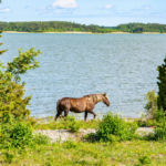 Hevonen Hiidenmaan rannassa