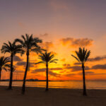 Palmuja rannalla auringon laskiessa.