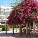 Värikkäitä kukkia pylväkatoksen päällä valkoisen rakennuksen edessä.