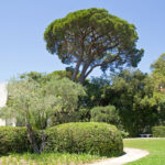 Musée National Marc Chagall sijaitsee vehreän puiston keskellä Nizzassa