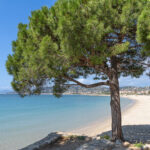 Hiekkaranta Juan les Pinsissä Cote d'Azurin rannalla, mänty tuo varjon muuten aurinkoiselle rannalle
