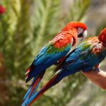 Gran Canaria, Palmitos Park