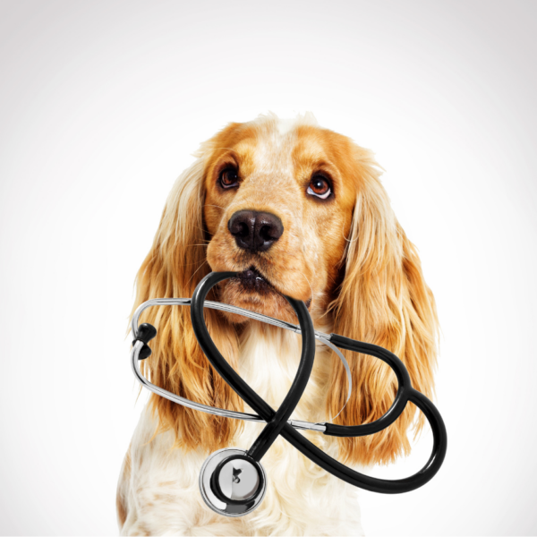 Eläinlääkäri Terveks Loomakliinik