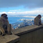 Gibraltarin apinat (kuva Anita Kantola)