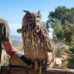 Emma-pöllö, Monte Calamorro (kuva Anita Kantola)