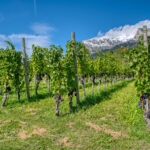 Sveitsi, Maienfeldin viiniviljelmät