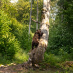 Libearty Bear Sanctuary, ruskeakarhujen suojelualue Romaniassa